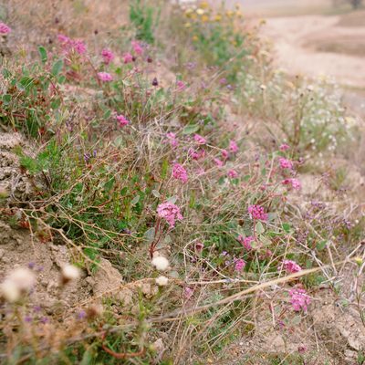 Abronia pogonantha, photographed by paulexcoff