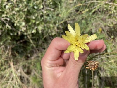 Scorzonera angustifolia, photographed by Marc Riera