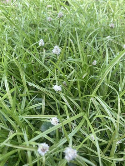 Cyperus richardii, photographed by Liz F