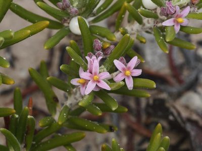 Strumpfia maritima, photographed by Alexis Tinker-Tsavalas