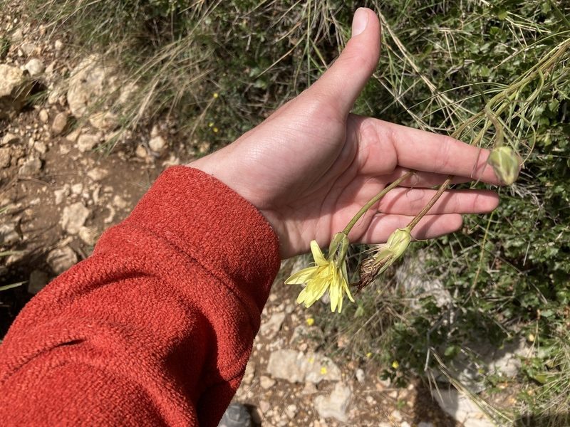 Scorzonera angustifolia, photographed by Marc Riera