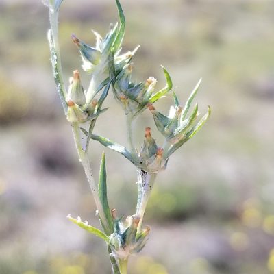 Logfia gallica, photographed by James C. Davis