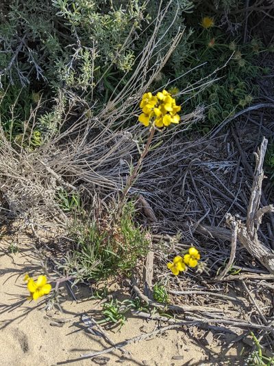 Erysimum suffrutescens, photographed by T. J. Samojedny