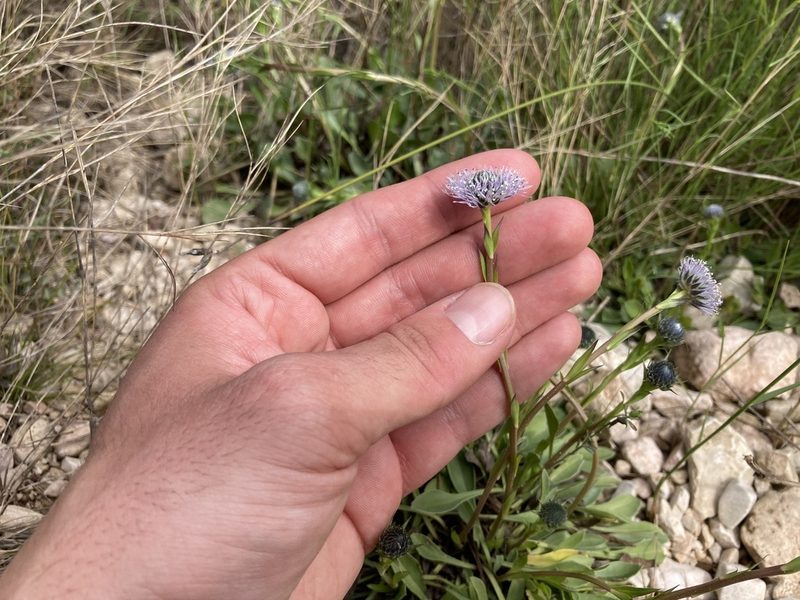 Globularia vulgaris, photographed by Marc Riera