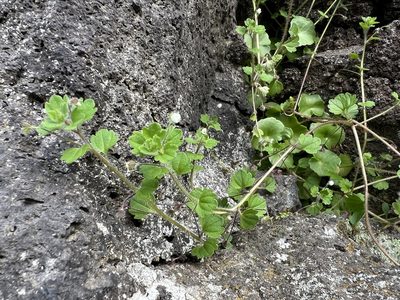 Veronica cymbalaria, photographed by dschigel