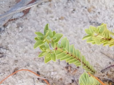 Euphorbia mesembryanthemifolia, photographed by Alexis Tinker-Tsavalas