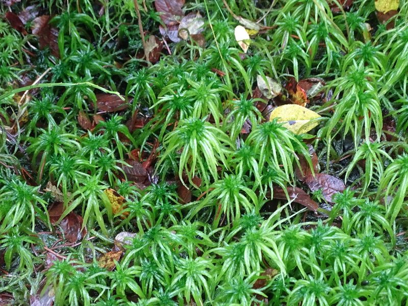 Sphagnum riparium, photographed by Grzegorz Grzejszczak
