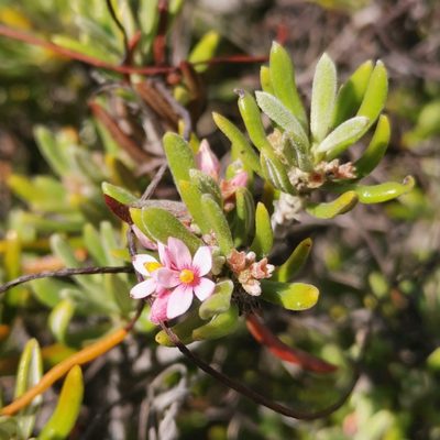Strumpfia maritima, photographed by Alexis Tinker-Tsavalas