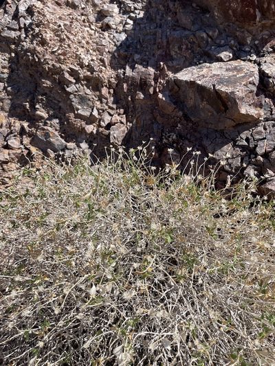 Brickellia atractyloides, photographed by CK2AZ