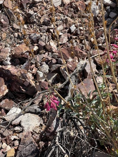 Penstemon bicolor, photographed by CK2AZ