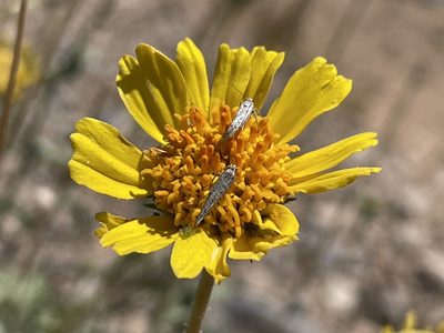 Encelia virginensis, photographed by Bobby McCabe
