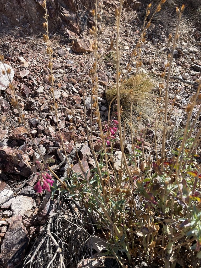 Penstemon bicolor, photographed by CK2AZ