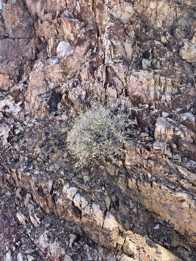 Brickellia atractyloides, photographed by CK2AZ