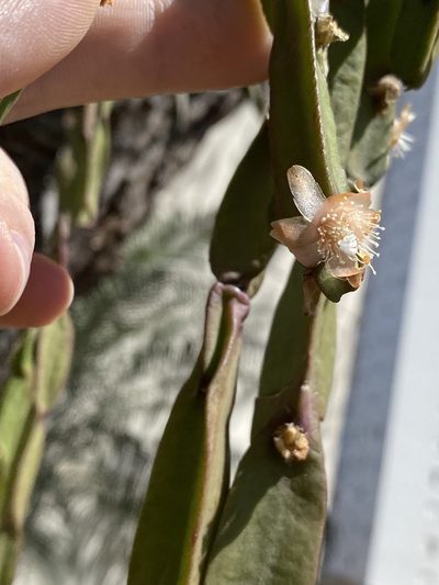 Rhipsalis paradoxa, photographed by Pedro Alvaro Neves