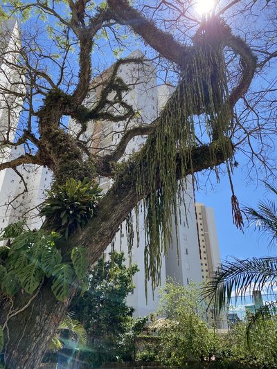 Rhipsalis paradoxa, photographed by Pedro Alvaro Neves