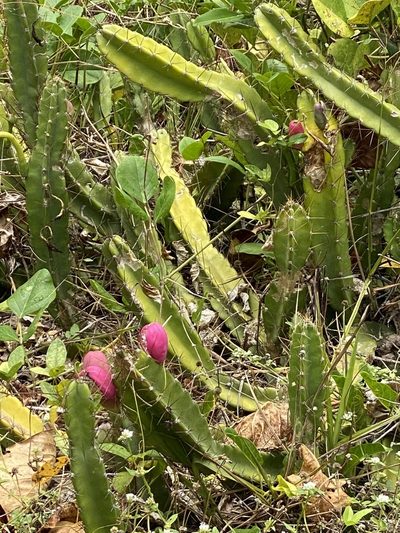 Cereus fernambucensis, photographed by Pedro Alvaro Neves