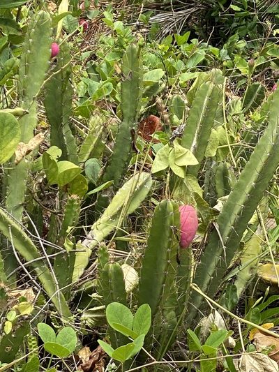 Cereus fernambucensis, photographed by Pedro Alvaro Neves