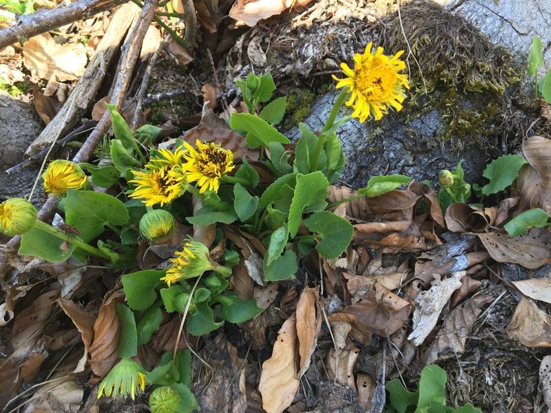Doronicum columnae, photographed by Mirko Ubović