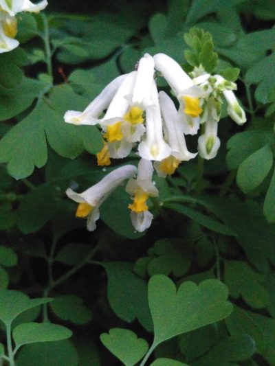 Pseudo-fumaria alba, photographed by Yves Bas