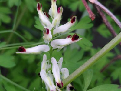 Fumaria capreolata, photographed by Yves Bas