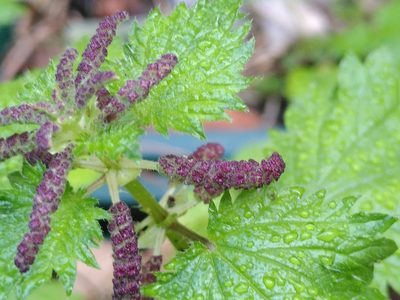 Urtica membranacea, photographed by Yves Bas
