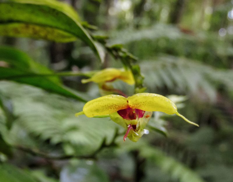Scaphosepalum grande, photographed by Esteban Villa Restrepo