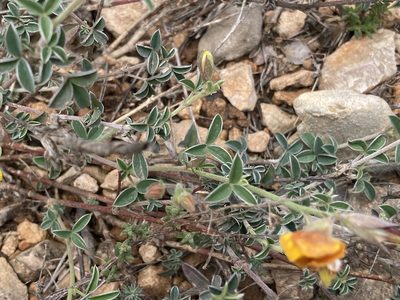 Argyrolobium zanonii, photographed by Marc Riera