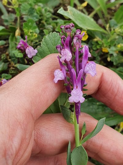Linaria virgata, photographed by Mehdi Chetibi