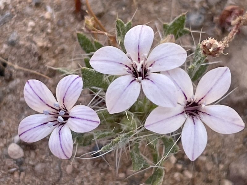 Langloisia setosissima, photographed by Bobby McCabe