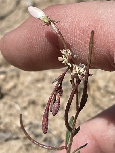 Eremothera refracta, photographed by Bobby McCabe