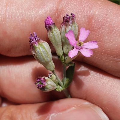Silene turbinata, photographed by Mehdi Chetibi