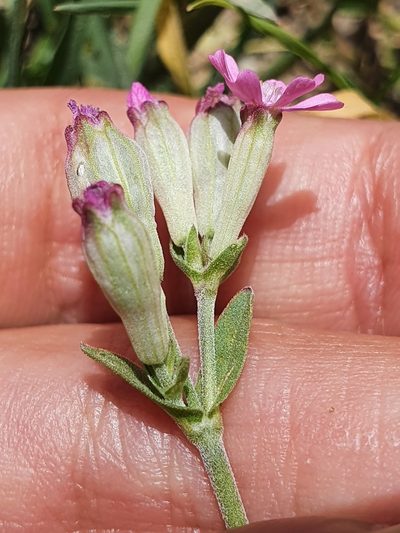 Silene turbinata, photographed by Mehdi Chetibi