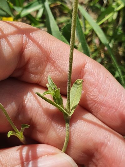 Silene turbinata, photographed by Mehdi Chetibi