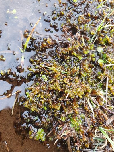 Scorpidium cossonii, photographed by Jonathan Hughes