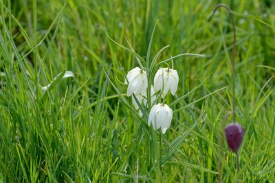 Fritillaria meleagris, photographed by Donald Davesne