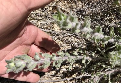 Heterotheca fulcrata, photographed by CK2AZ