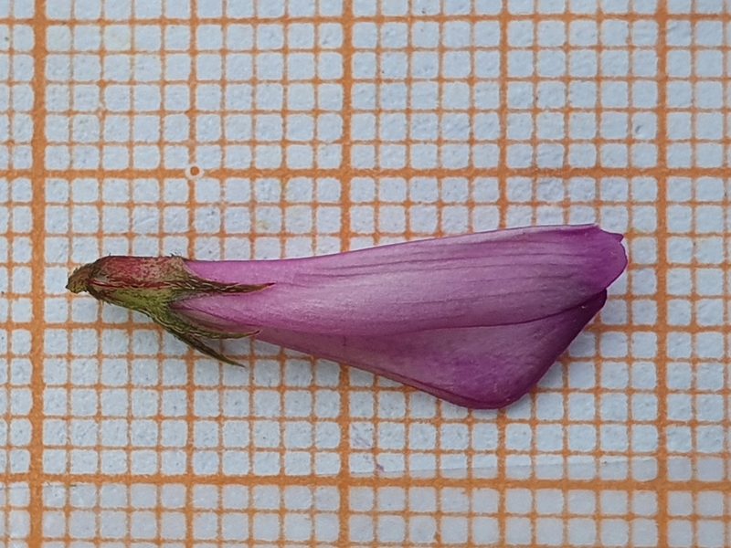Sulla glomerata, photographed by Mehdi Chetibi