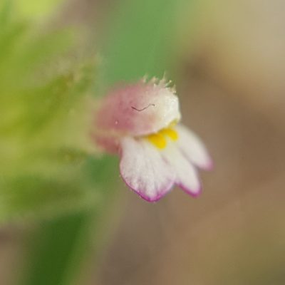 Parentucellia latifolia, photographed by Mehdi Chetibi