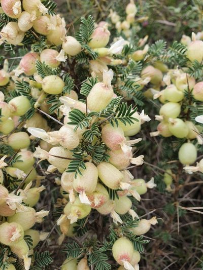 Astragalus armatus, photographed by Mehdi Chetibi