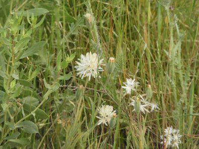Achyrachaena mollis, photographed by Mary K. Hanson