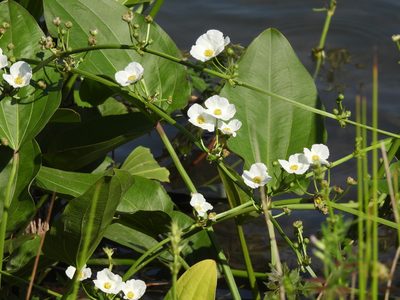 Aquarius cordifolius, photographed by Vicki Miller