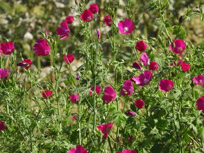 Callirhoe leiocarpa, photographed by Vicki Miller
