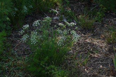 Ptilimnium capillaceum, photographed by Claire Herzog