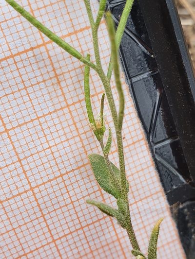 Arabis auriculata, photographed by Mehdi Chetibi