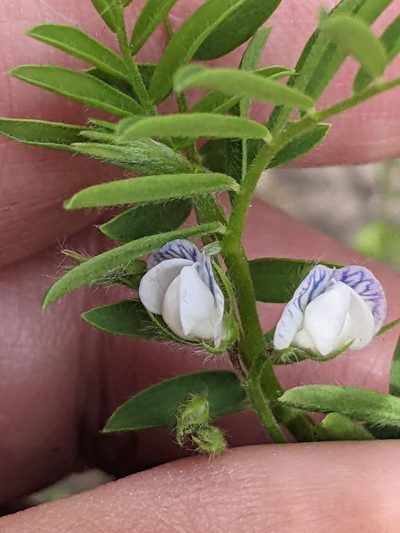 Vicia lens, photographed by Piermario Maculan