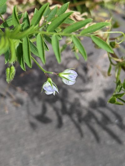 Vicia lens, photographed by Piermario Maculan