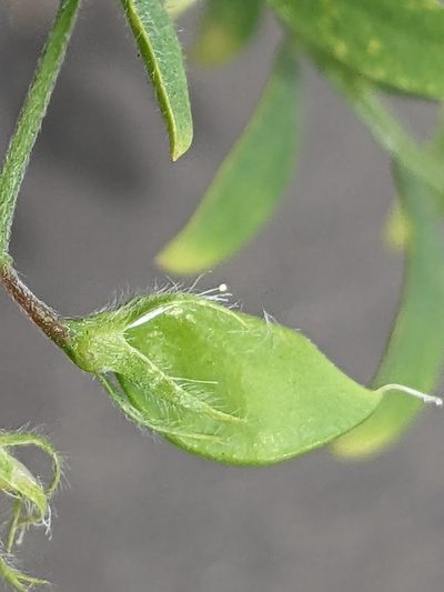 Vicia lens, photographed by Piermario Maculan
