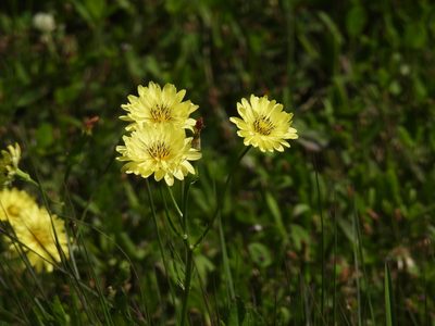Pyrrhopappus pauciflorus, photographed by Vicki Miller