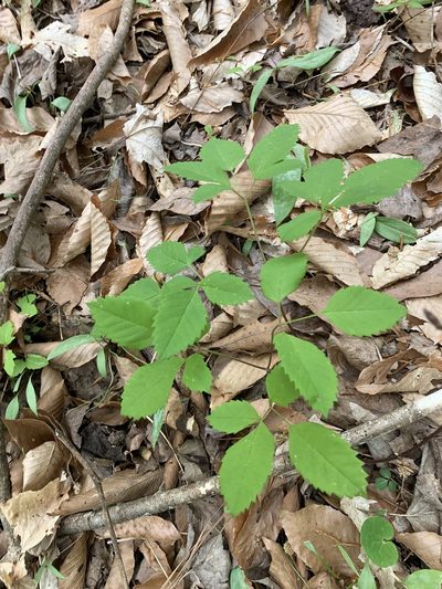 Ligusticum canadense, photographed by Ashwin Srinivasan