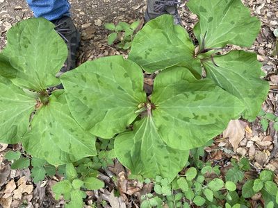 Trillium chloropetalum, photographed by Ingo Renner